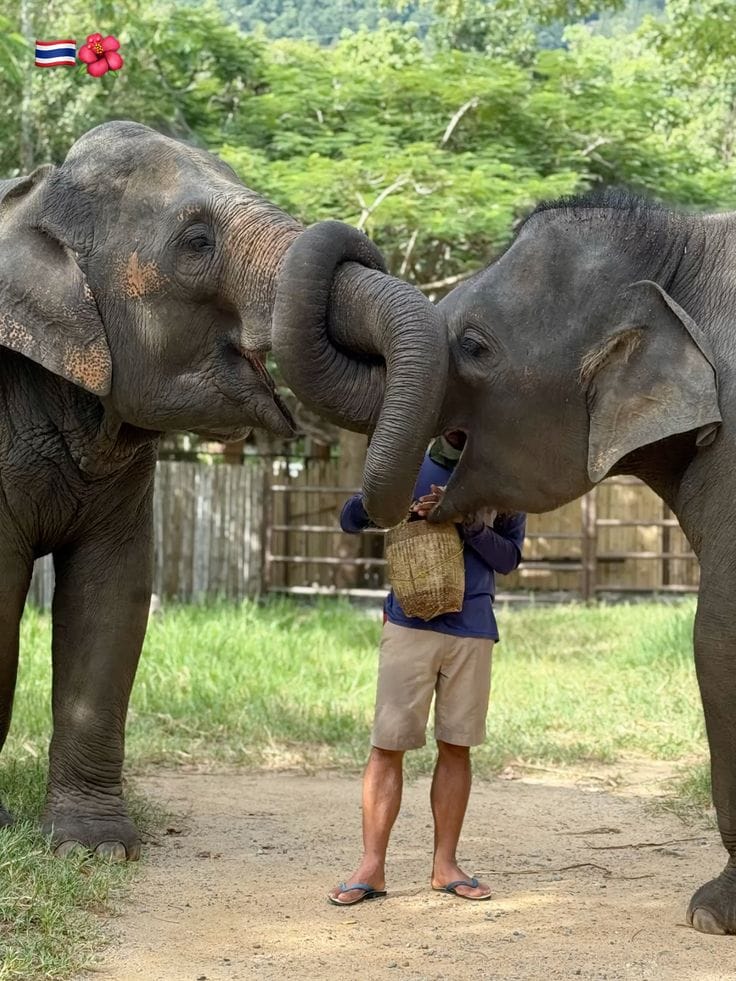 Koh Samui Ethical Elephant Sanctuary – חוות פילים טיפולית בקוסמוי